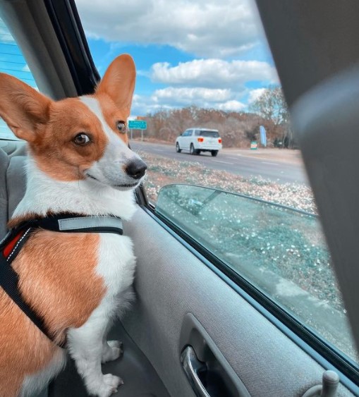 15 Pictures That Prove Corgis Are Perfect Weirdos 11 15 Pictures That Prove Corgis Are Perfect Weirdos 11
