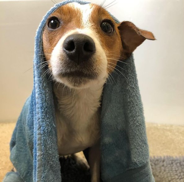 16 Pictures That Prove Jack Russells Are Perfect Weirdos 5