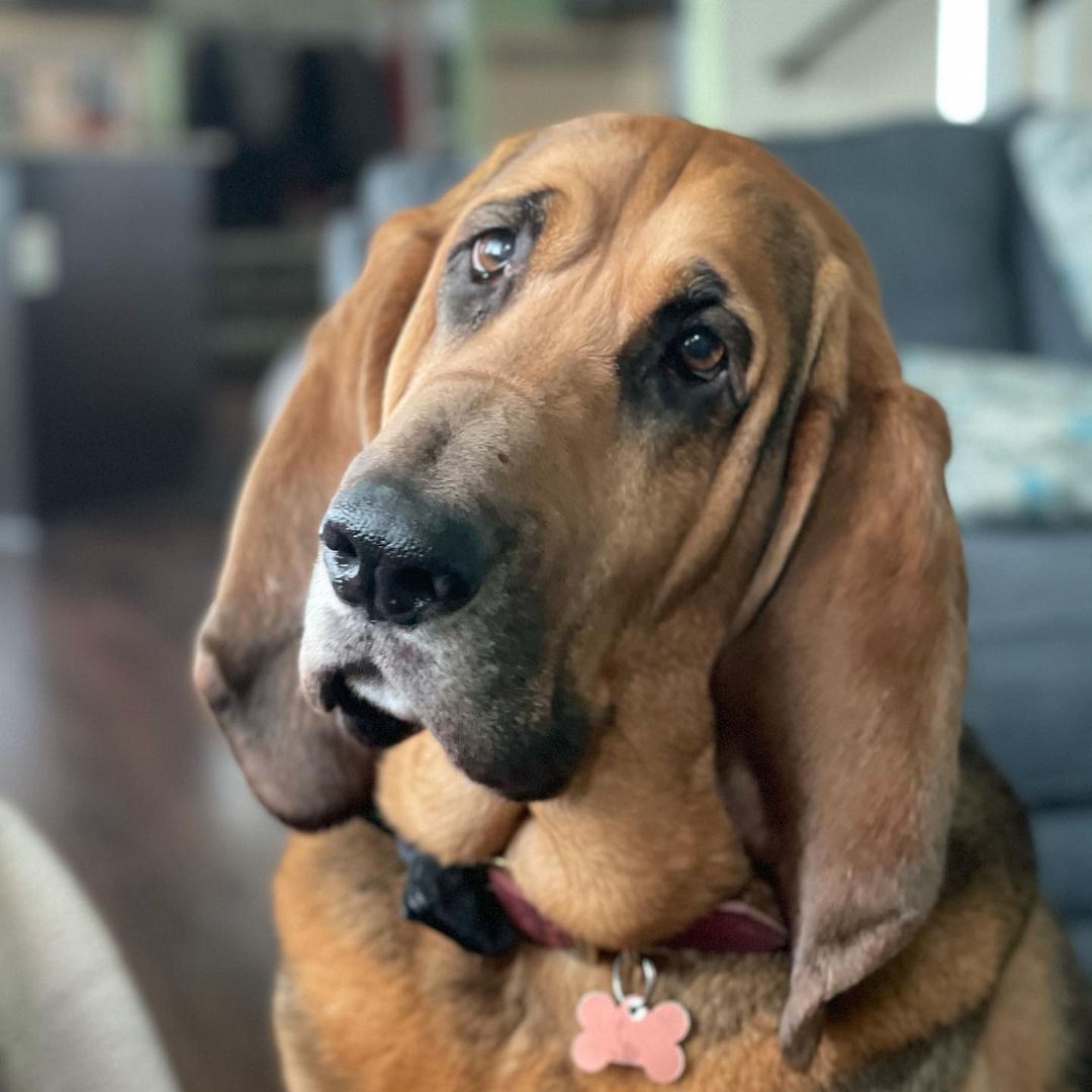 15 Interesting Facts About Bloodhounds 7