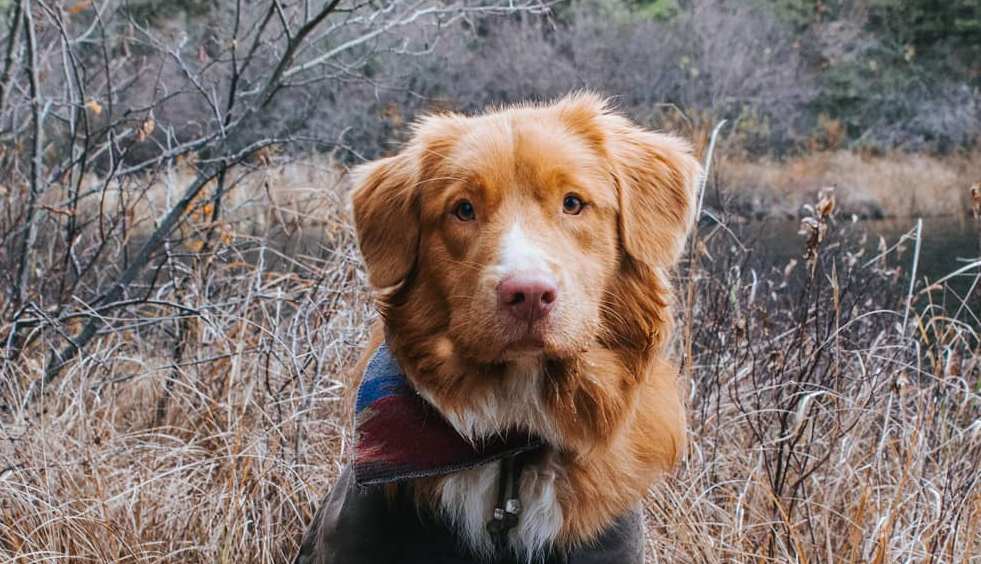 15 Cool Facts About Nova Scotia Duck Tolling Retrievers