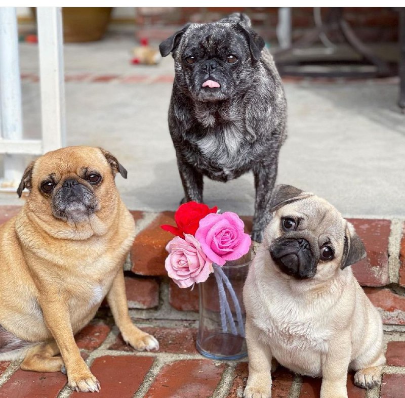 15 Reasons Why You Should Never Own Pugs 7