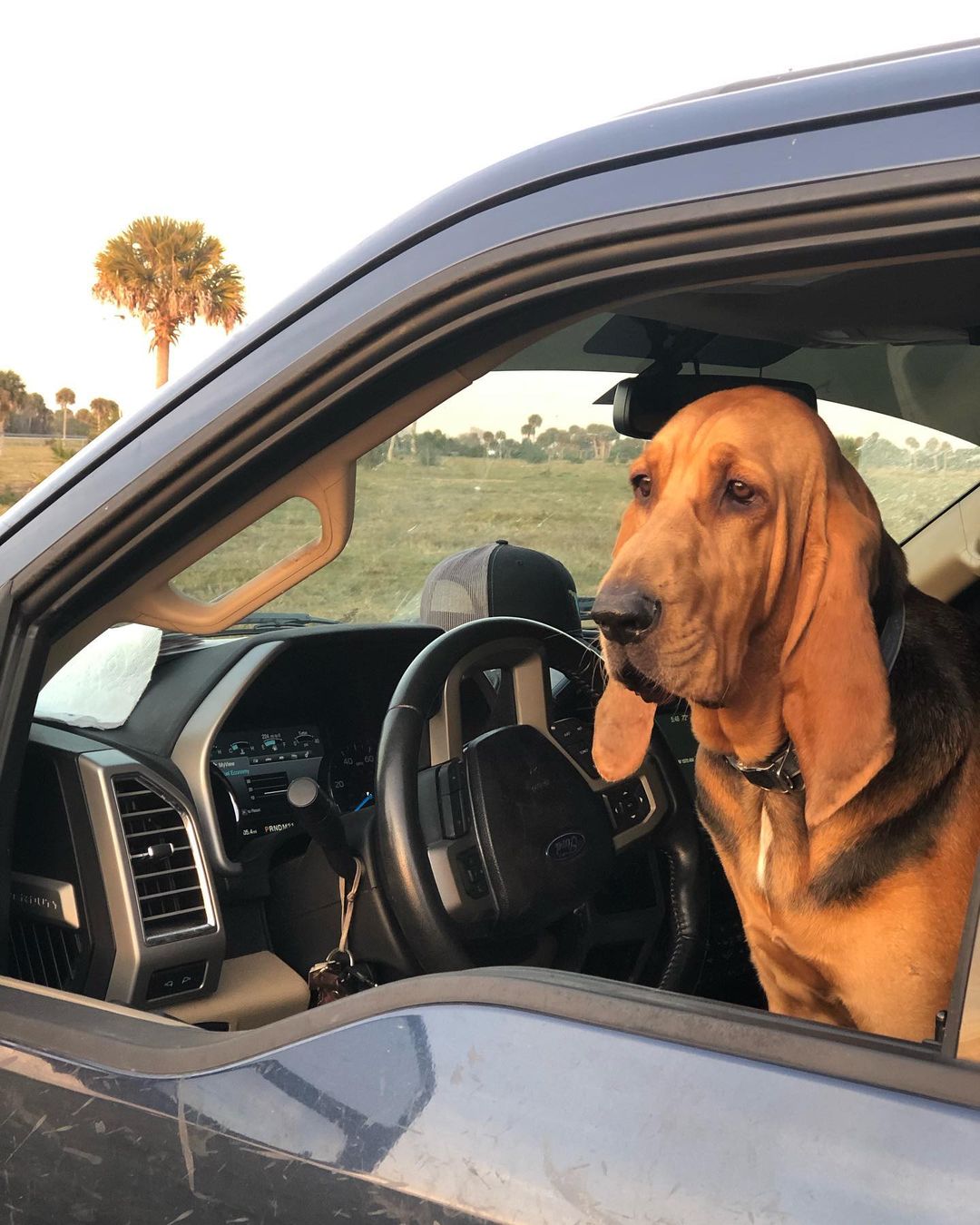 15 Interesting Facts About Bloodhounds 11