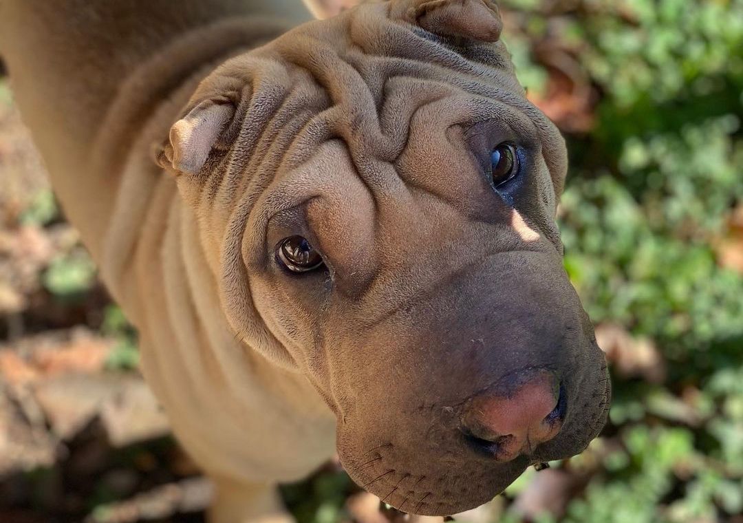 15 Cool Facts About Shar-Peis