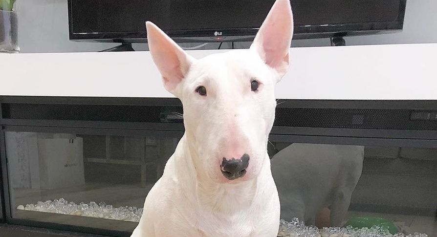 16 Amazing Facts About Bull Terriers You Probably Never Knew