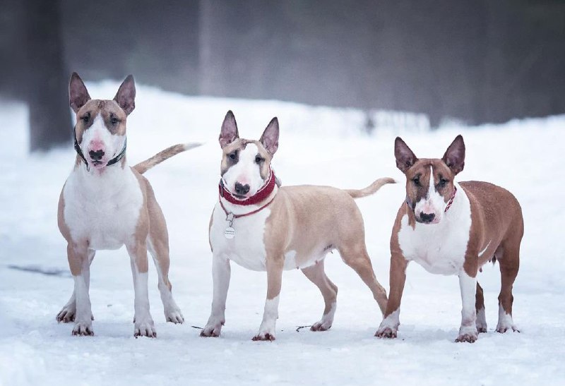 15 Reasons Why You Should Never Own Bull Terriers 7
