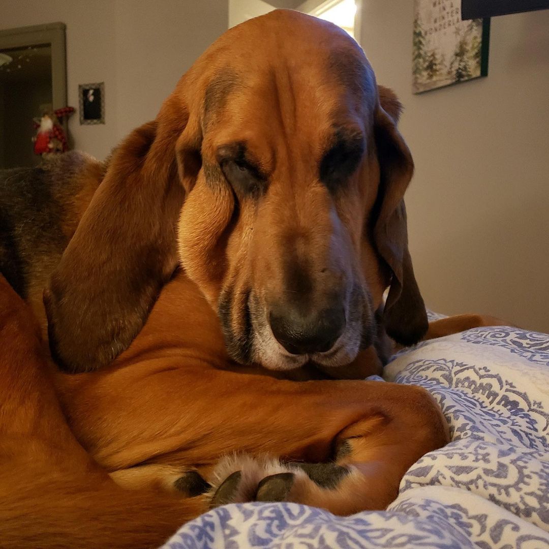16 Amazing Facts About Bloodhounds You Probably Never Knew 10