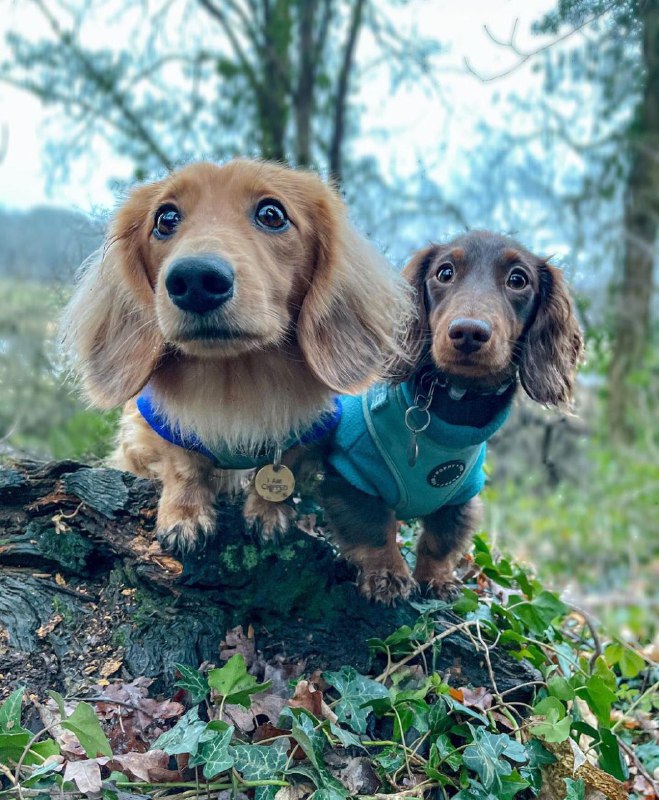 15 Reasons Why You Should Never Own Dachshunds 9
