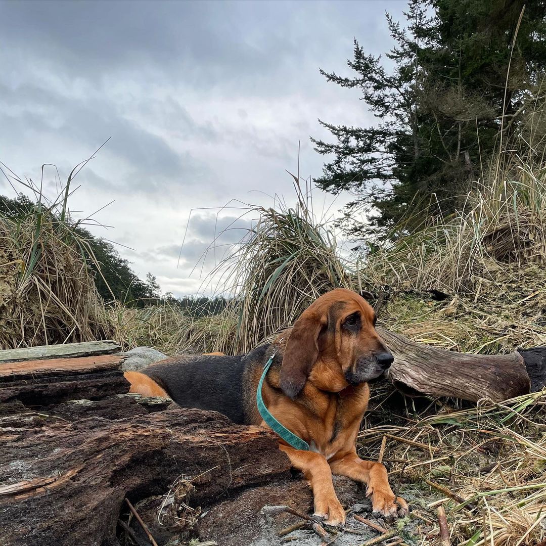 16 Amazing Facts About Bloodhounds You Probably Never Knew 9