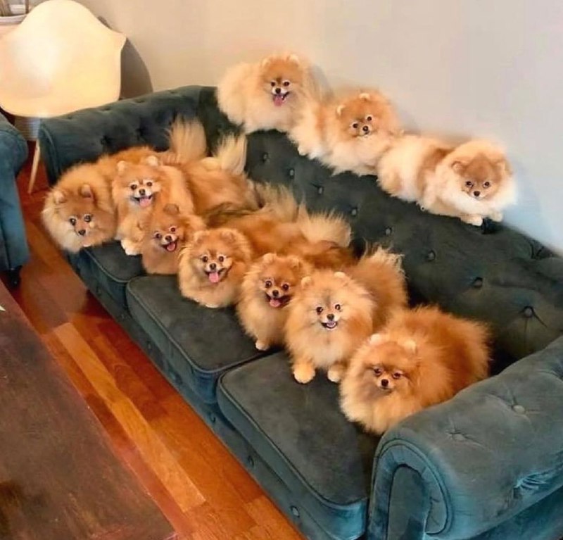15 Reasons Why You Should Never Own Pomeranians 9