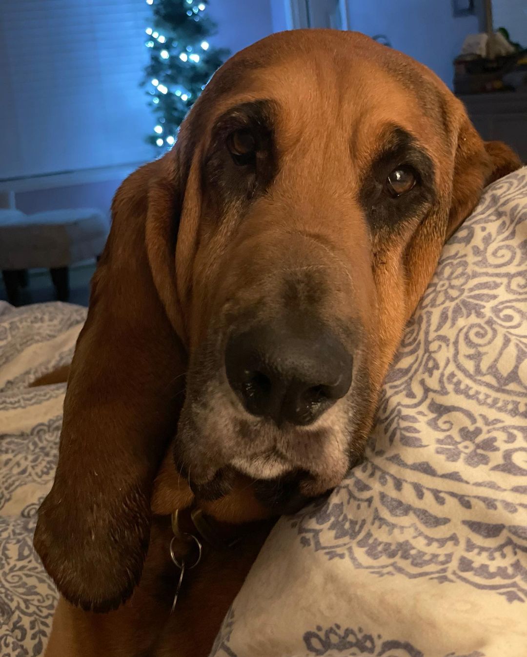 16 Amazing Facts About Bloodhounds You Probably Never Knew 11