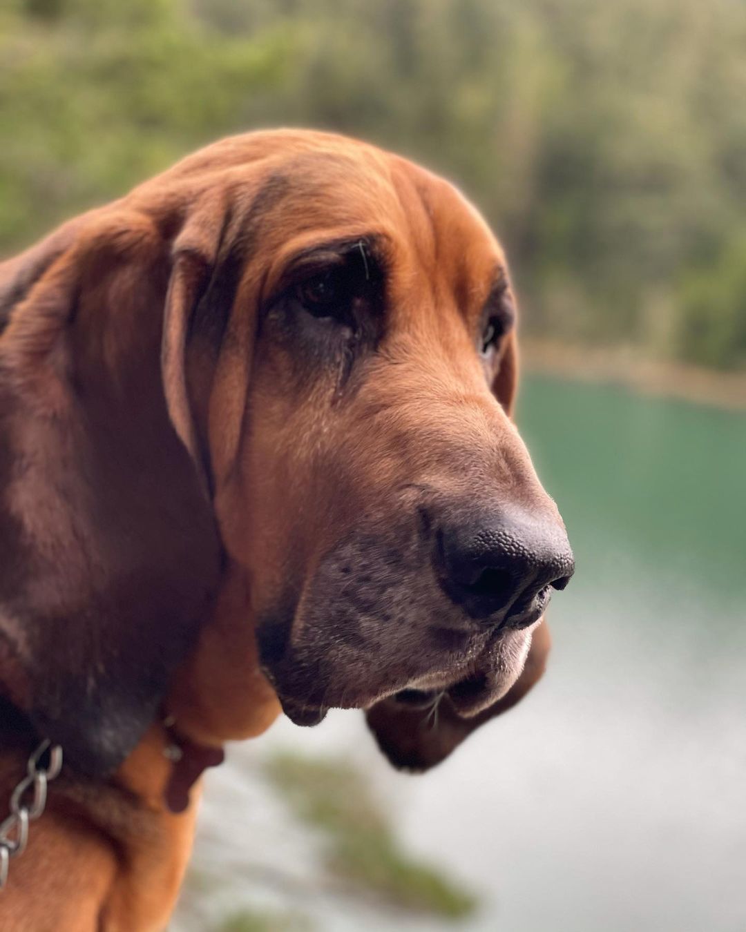 16 Amazing Facts About Bloodhounds You Probably Never Knew 9