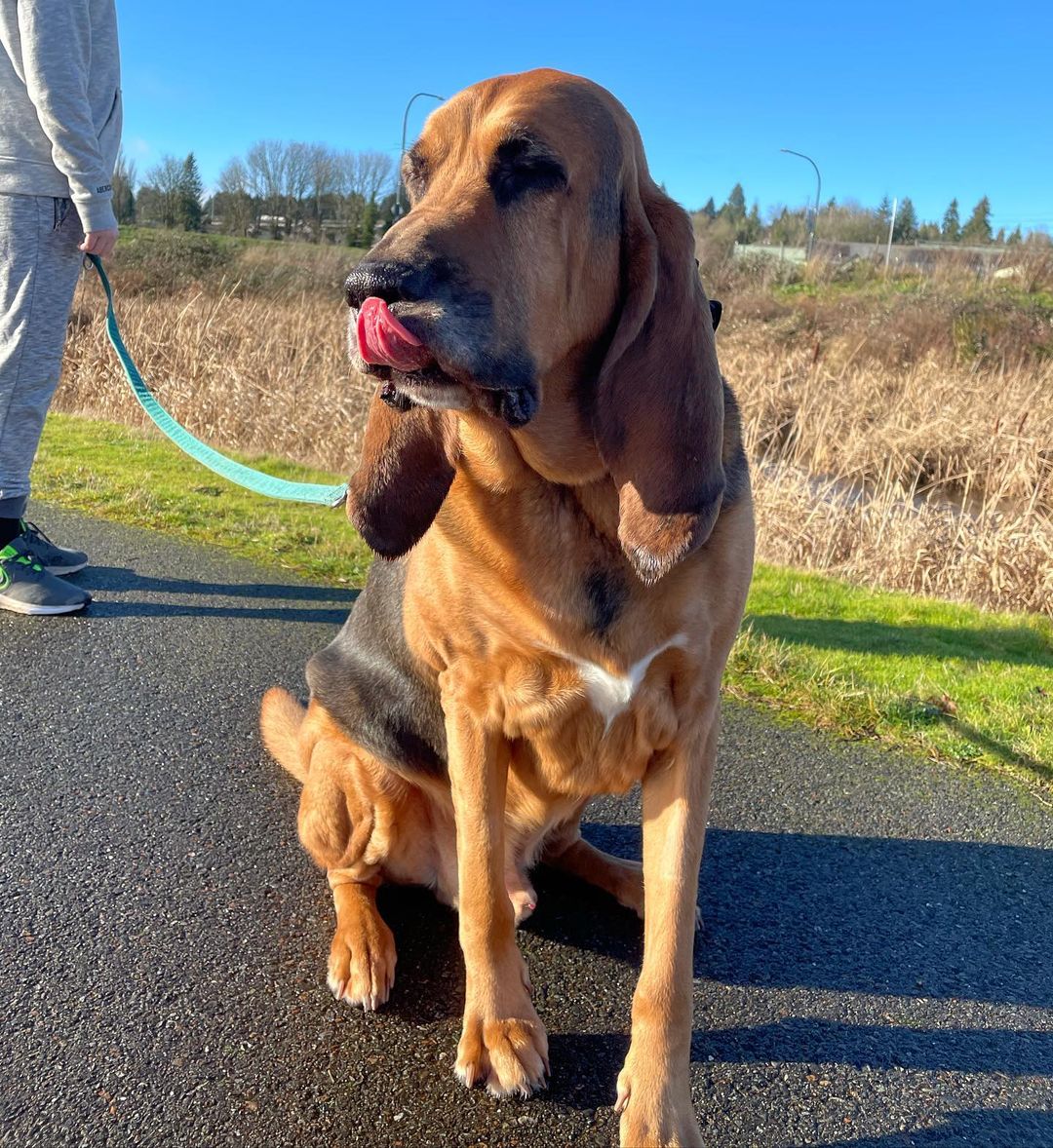 16 Amazing Facts About Bloodhounds You Probably Never Knew 11