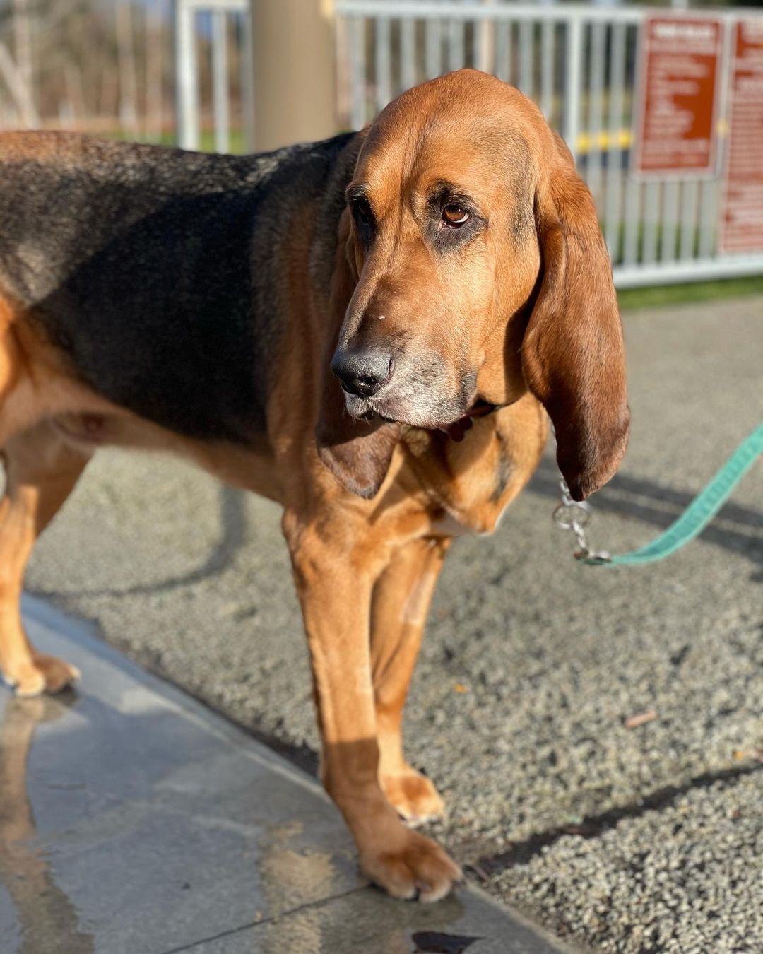 16 Amazing Facts About Bloodhounds You Probably Never Knew 9