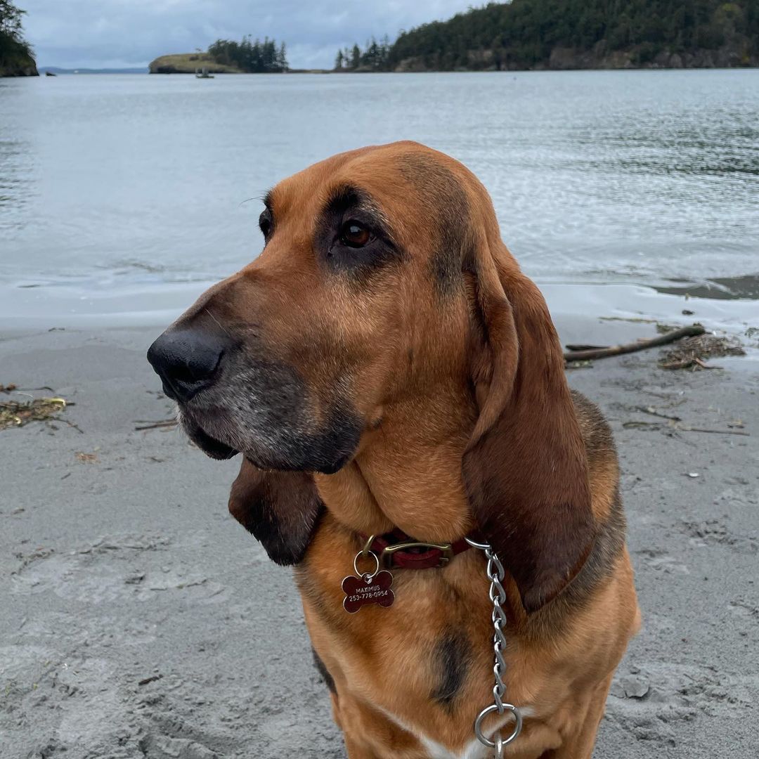 16 Amazing Facts About Bloodhounds You Probably Never Knew 10