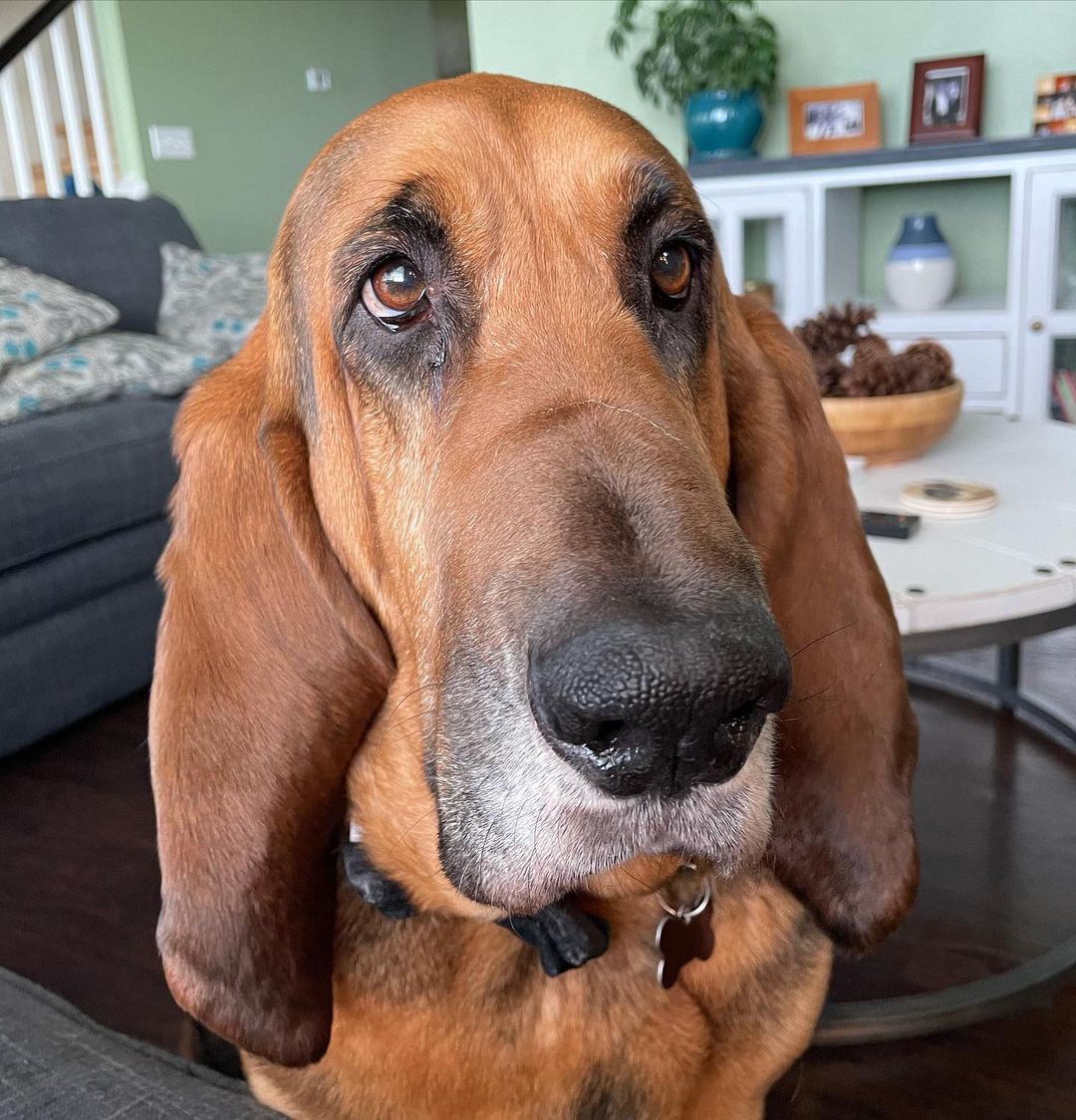 15 Interesting Facts About Bloodhounds 9