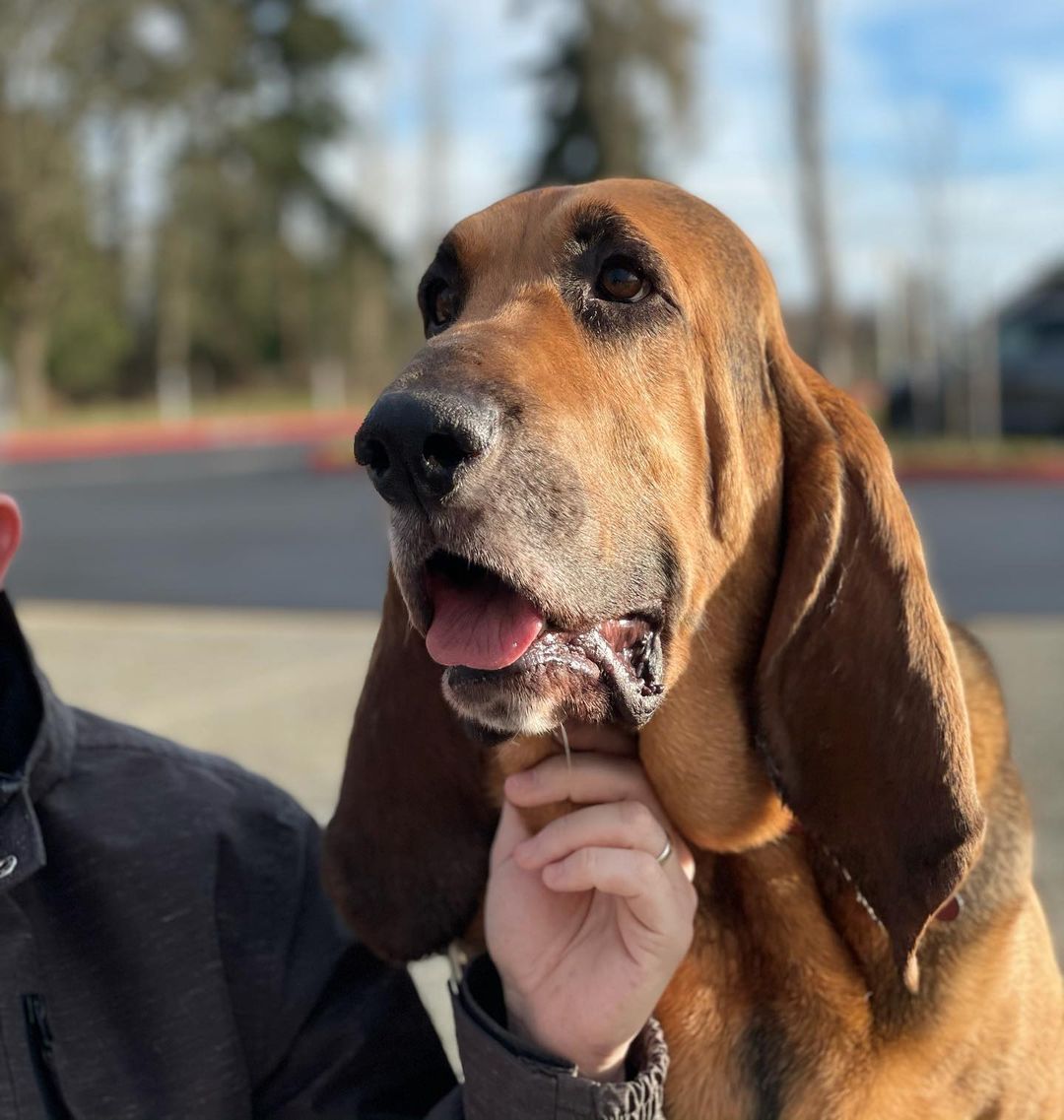 16 Amazing Facts About Bloodhounds You Probably Never Knew 11