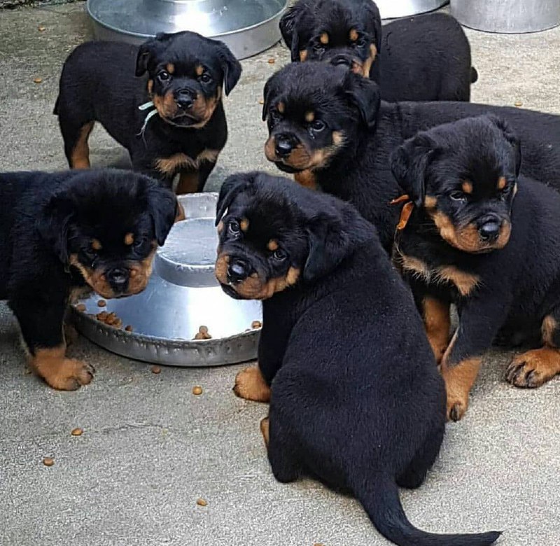 15 Reasons Why You Should Never Own Rottweiler 7