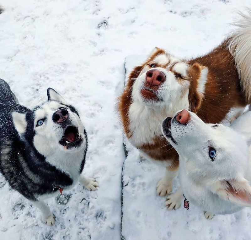 15 Reasons Why You Should Never Own Siberian Huskys 7