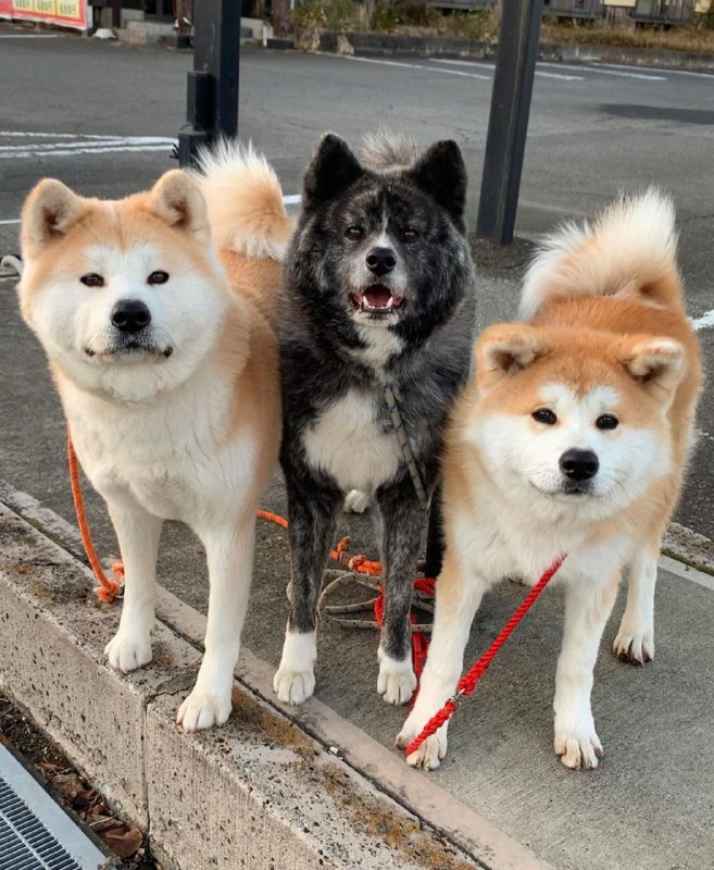 15 Reasons Why You Should Never Own Akita Inu 7