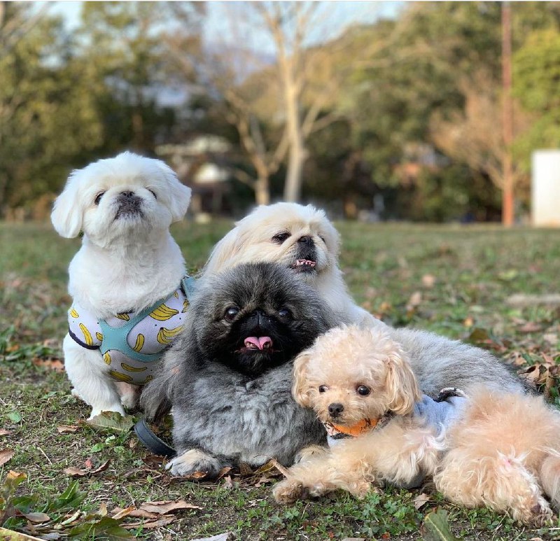 15 Reasons Why You Should Never Own Pekingese 7