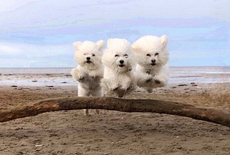 15 Reasons Why You Should Never Own Bichon Frises 9