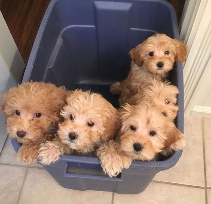 15 Reasons Why You Should Never Own Poodles 7