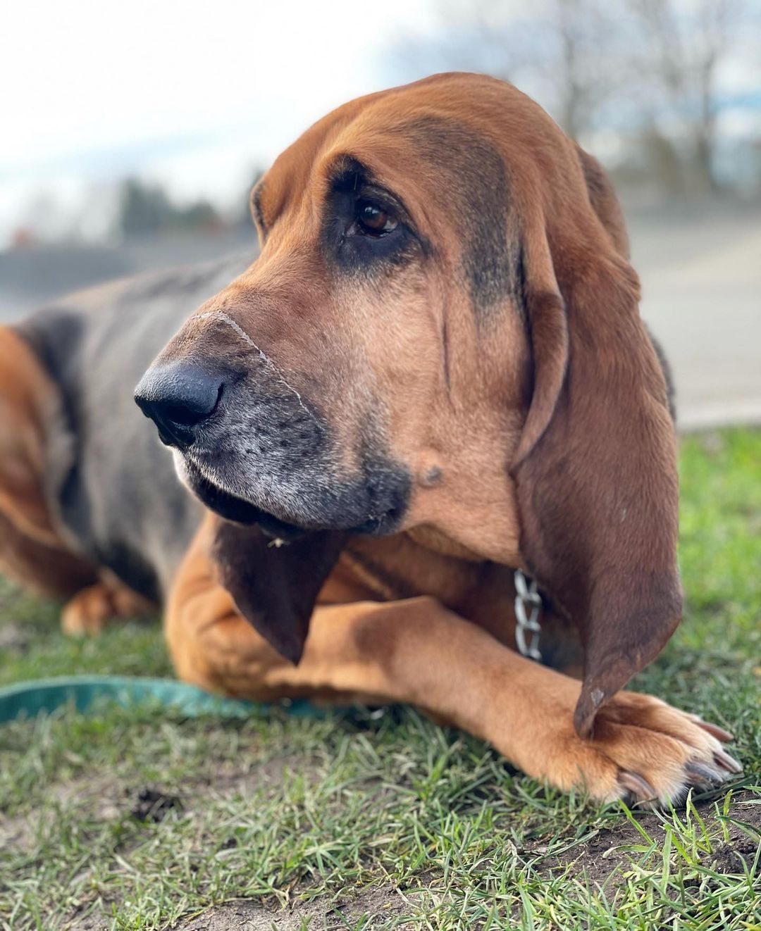 15 Interesting Facts About Bloodhounds 11