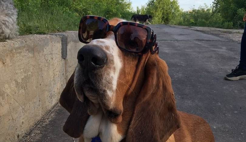 15 Interesting Facts About Basset Hounds