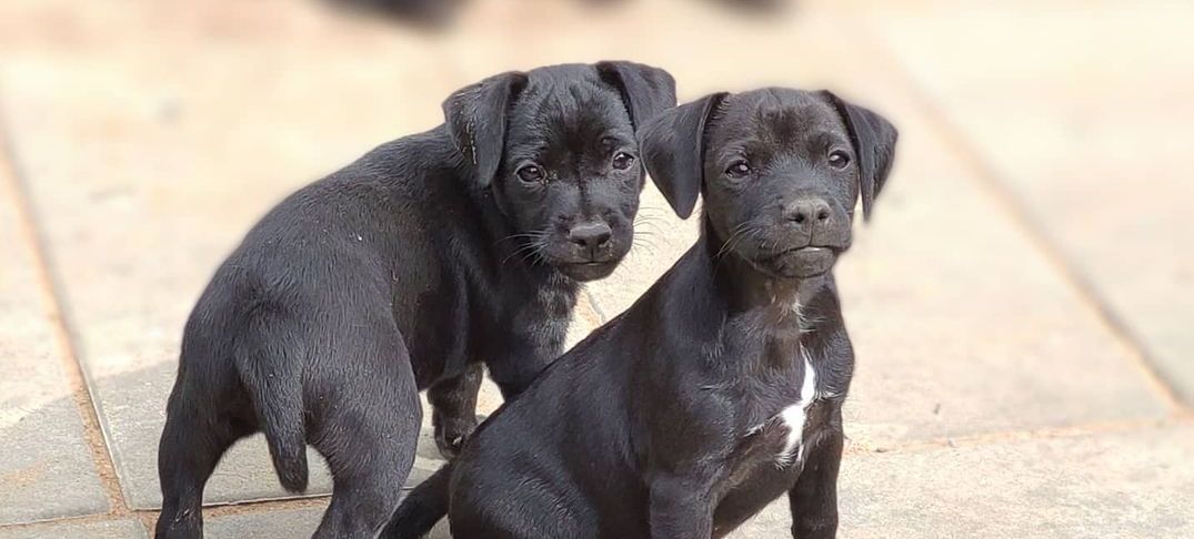 16 Interesting Facts About Patterdale Terriers