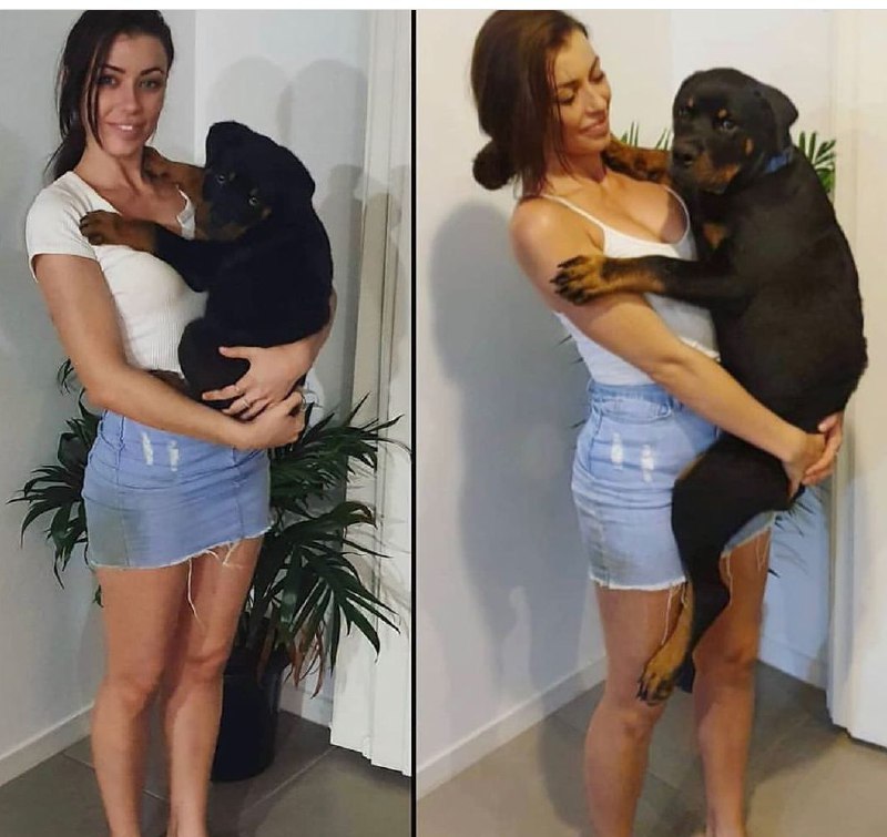 15 Reasons Why You Should Never Own Rottweiler 9