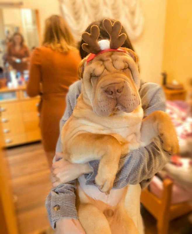 15 Reasons Why You Should Never Own Shar Pei 9