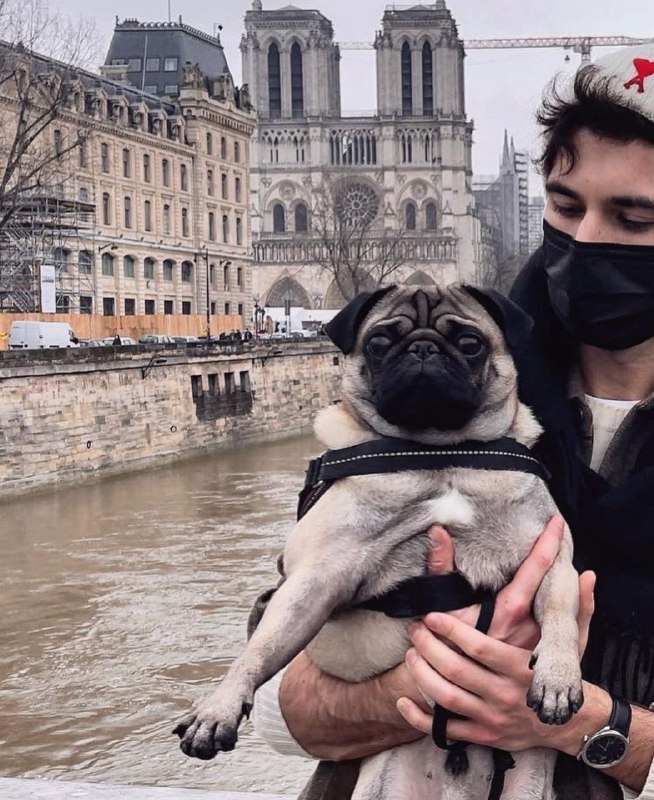 15 Reasons Why You Should Never Own Pugs 9