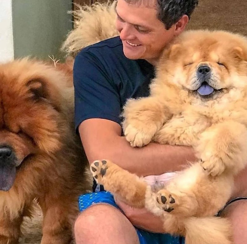 15 Reasons Why You Should Never Chow Chow 9