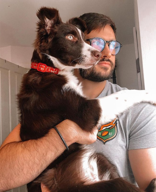 15 Reasons Why You Should Never Border Collies 9