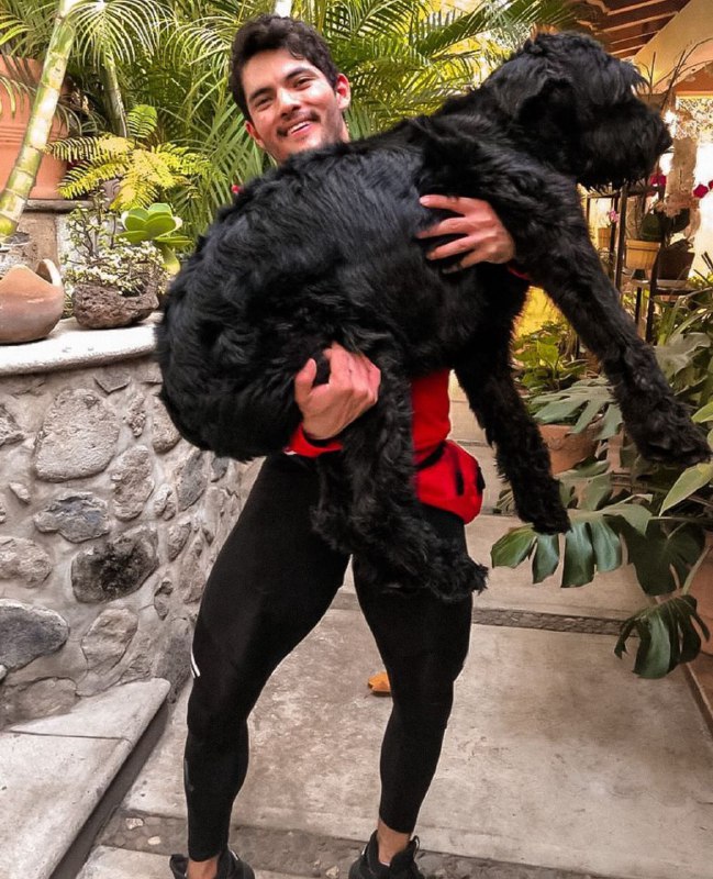 15 Reasons Why You Should Never Own Schnauzers 9