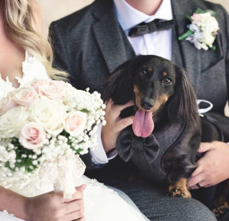 15 Reasons Why You Should Never Own Dachshunds 9