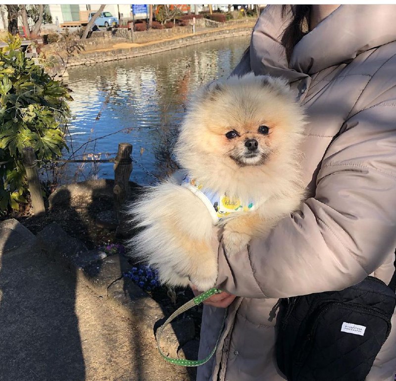 15 Reasons Why You Should Never Own Pomeranians 9