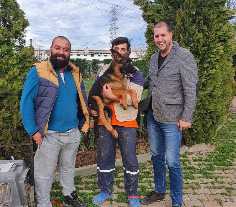 15 Reasons Why You Should Never Own German Shepherds 9