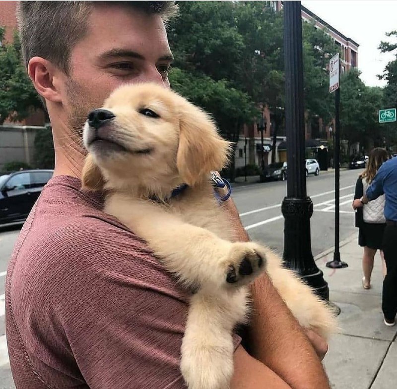 15 Reasons Why You Should Never Own Golden Retrievers 9