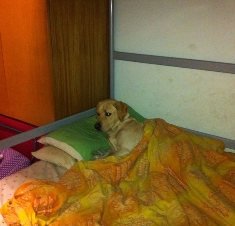 15 Reasons Why You Should Never Own Labradors 10