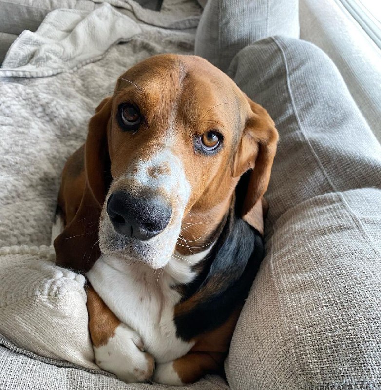 15 Reasons Why You Should Never Own Basset Hounds 10