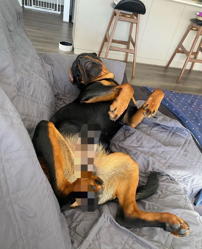 15 Reasons Why You Should Never Own Rottweiler 10