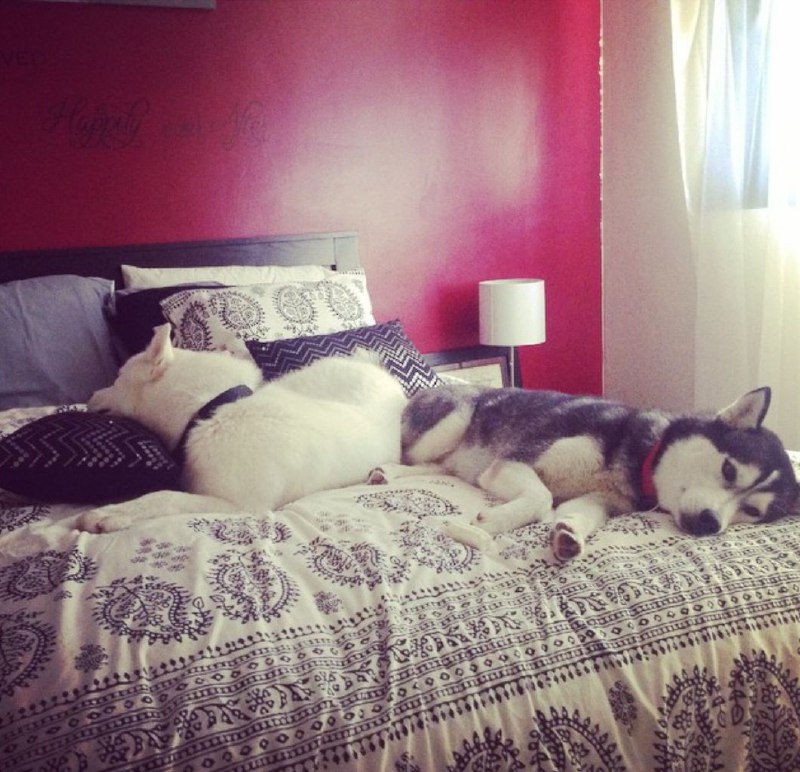 15 Reasons Why You Should Never Own Siberian Huskys 10