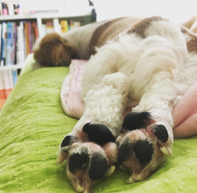 15 Reasons Why You Should Never Own Shih Tzus 10