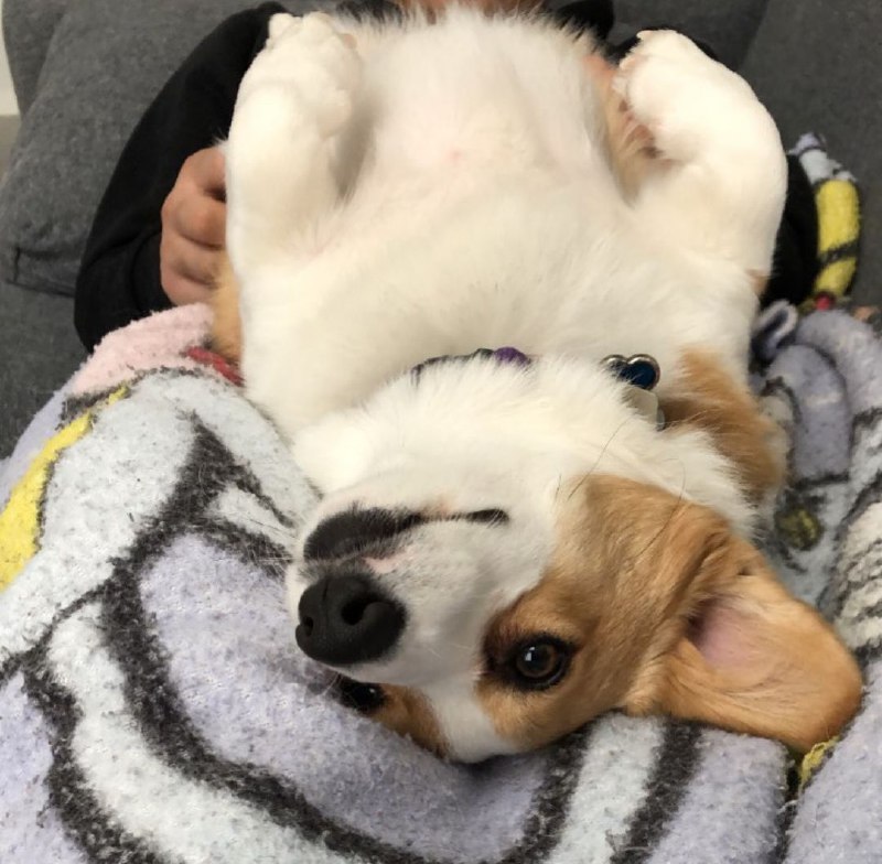 15 Reasons Why You Should Never Own Corgis 8