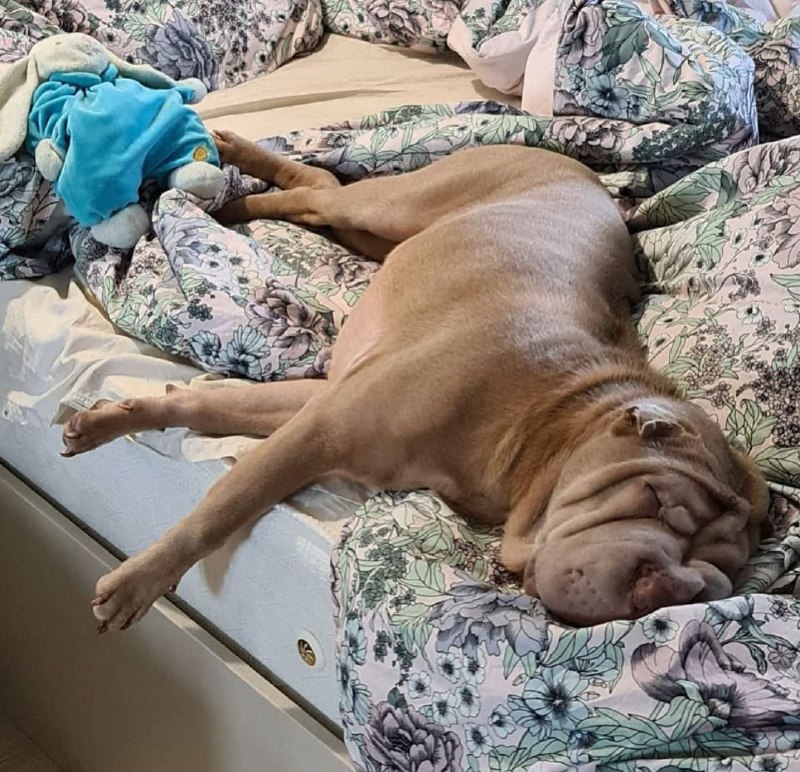 15 Reasons Why You Should Never Own Shar Pei 10