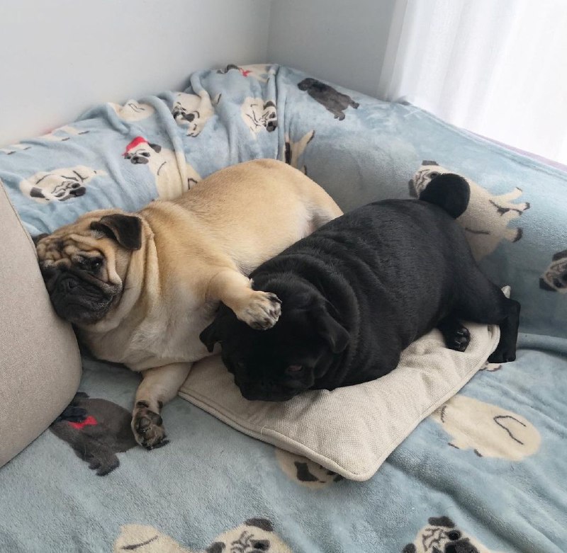 15 Reasons Why You Should Never Own Pugs 10
