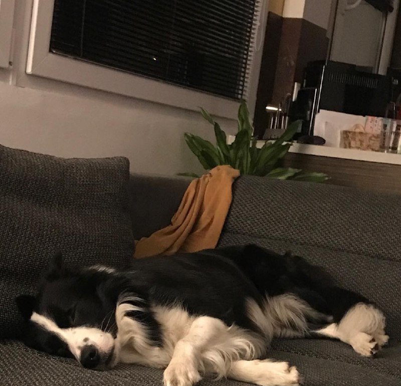 15 Reasons Why You Should Never Border Collies 10