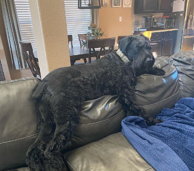 15 Reasons Why You Should Never Own Schnauzers 10