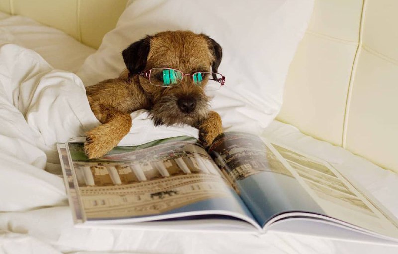 15 Reasons Why You Should Never Own Border Terriers 10